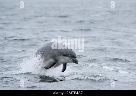 Bottle-nosed Dolphin  (Tursiops truncatus) showing breaching behaviour just offshore at Chanonry Point, Moray Firth, Scotland, April 2009 Stock Photo