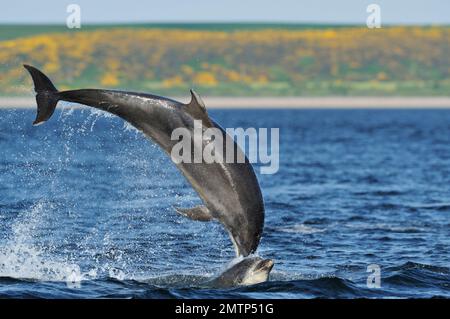 Bottle-nosed Dolphin  (Tursiops truncatus) showing breaching behaviour just offshore at Chanonry Point, Moray Firth, Scotland, May 2008 Stock Photo