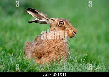 Brown Hare (Lepus europaeus) adult in grass field, Berwickshire, Scotland, May 2010 Stock Photo
