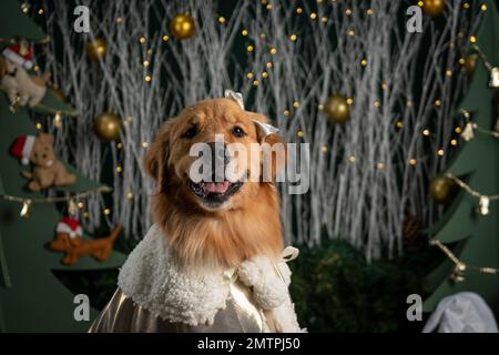 christmas dress for golden retriever Woofmas Dog Dress main image 0