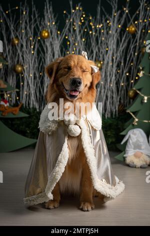 Golden Retriever Amazon Dog Christmas Outfits A Golden Retriever Dog  Wearing A Soft Fur Christmas Costume