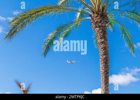 A Neos Airlines aircraft coming in to land and a palm tree on the Canary Island of Fuerteventura, Spain Stock Photo
