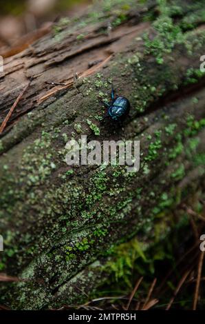 A metallic dor beetle (Anoplotrupes stercorosus) crawling on a tree trunk covered in moss Stock Photo