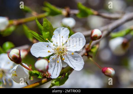 Spring blossoms of Spreading Plum tree, Prunus divaricata, white flowers blooming during Spring Sakaru season. Macro closeup. Stock Photo