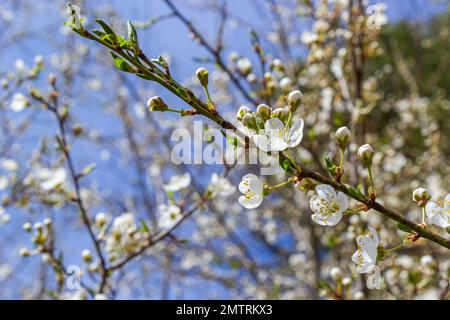 Spring blossoms of Spreading Plum tree, Prunus divaricata, white flowers blooming during Spring Sakaru season. Macro closeup. Stock Photo