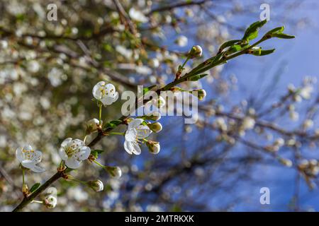 Spring blossoms of Spreading Plum tree, Prunus divaricata, white flowers blooming during Spring Sakaru season. Macro closeup. Stock Photo