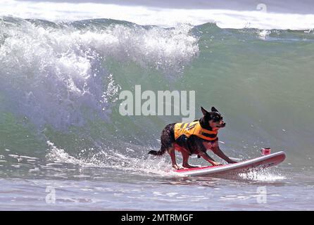 Australian Kelpie, Abbie G, catches a 'double overhead' wave at the Surf City Surf Dog surf contest. Huntington Beach, CA. 30th September 2012. Stock Photo