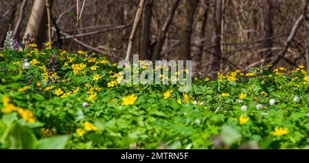 In the spring in the wild forest blooms anemone yellow Anemone ranunculoides. Stock Photo