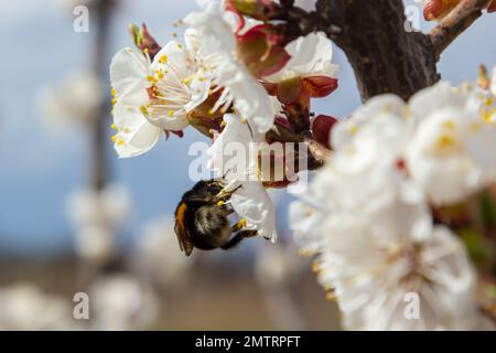 Cute little bumblebee collecting pollen from white apricot blossoms in full bloom. Stock Photo