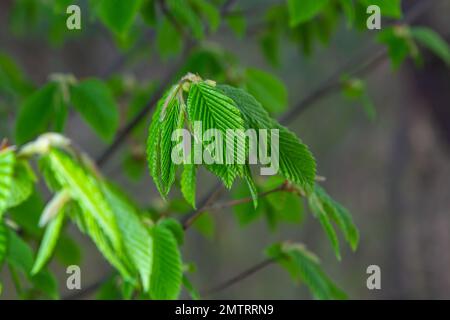 Blooming hornbeam, Carpinus betulus. Inflorescences and young leaves of hornbeam on the background of trunks and branches. Stock Photo