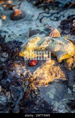 Rocks, shells and a closed red sea anemone at low tide, on the Sussex coast Stock Photo