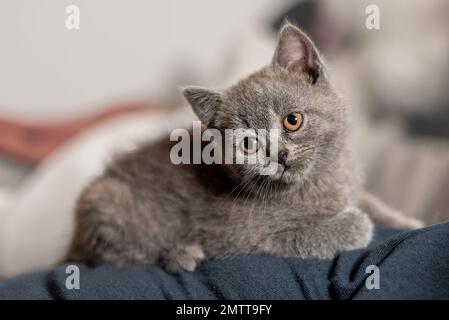 Gray British shorthair kitten lying on a cushion, looking curious with head to one side Stock Photo