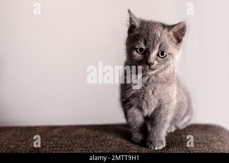 Gray British shorthair kitten sitting looking at the camera with light background Stock Photo