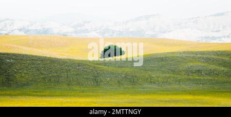 Single green tree on hill alone in springtime surrounded by yellow blooming field of flowers.Banner spring nature background. Vashlovani national park Stock Photo