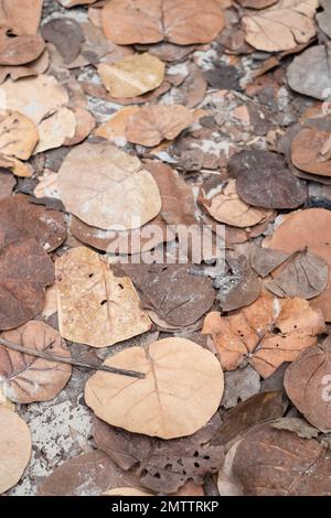 Fallen leaves with sand on the path to Varadero Beach, Cuba Stock Photo