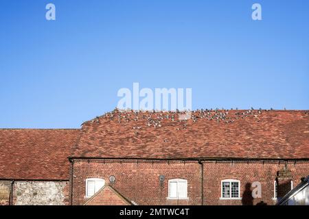 Pigeons resting on a red clay tile roof with blue sky behind Stock Photo