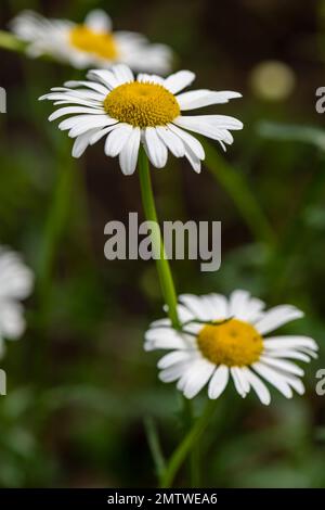 Leucanthemum vulgare, common, ox-eye daisy, invasive European native plane Stock Photo