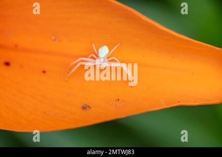 Misumessus oblongus, crab spider, crab flower spider, on flower leaf, close-up shot showing detail. Stock Photo