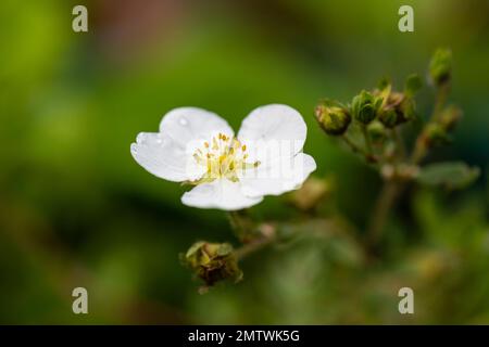 Fragaria vesca, commonly, called, wild strawberry, close-up shot of flower with water droplets. Stock Photo