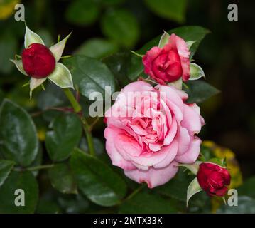 Rose, rosa Timeless Pink, growing in a UK garden September Stock Photo