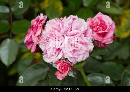 Rose, rosa Timeless Pink, growing in a UK garden September Stock Photo
