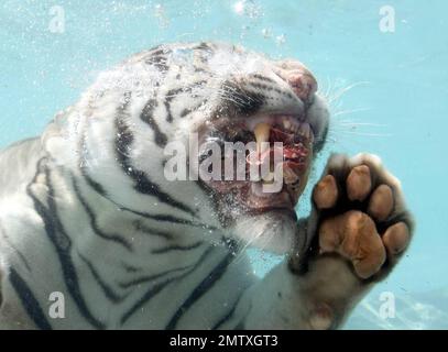 Exclusive!! Most cats avoid bathtime but not these fearsome felines. Odin and Fedor are the Star Attraction at Six Flags Discovery Kingdom in Vallejo, CA.  Odin a seven year old, 435 lb, 10 foot long, White Bengal Tiger was born in captivity and was hand-raised at the zoo. After he was weaned, his British trainer, Lee Munro discovered something remarkable, when a lump of meat was thrown into a pool of water, Odin would willingly dive in after it and devour it. Munro hurls ball size chunks of meat into a glass walled pool and Odin pounces in after them while visitors can watch him gliding throu Stock Photo