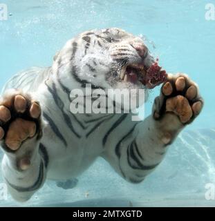 Exclusive!! Most cats avoid bathtime but not these fearsome felines. Odin and Fedor are the Star Attraction at Six Flags Discovery Kingdom in Vallejo, CA.  Odin a seven year old, 435 lb, 10 foot long, White Bengal Tiger was born in captivity and was hand-raised at the zoo. After he was weaned, his British trainer, Lee Munro discovered something remarkable, when a lump of meat was thrown into a pool of water, Odin would willingly dive in after it and devour it. Munro hurls ball size chunks of meat into a glass walled pool and Odin pounces in after them while visitors can watch him gliding throu Stock Photo