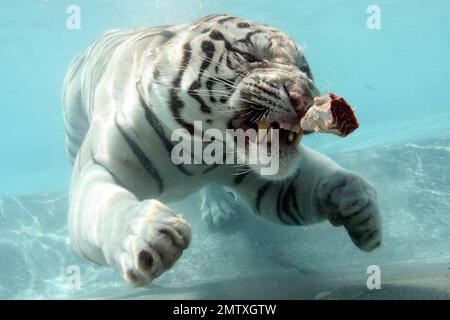 Exclusive!! Most cats avoid bathtime but not these fearsome felines. Odin and Fedor are the Star Attraction at Six Flags Discovery Kingdom in Vallejo, CA.  Odin a seven year old, 435 lb, 10 foot long, White Bengal Tiger was born in captivity and was hand-raised at the zoo. After he was weaned, his British trainer, Lee Munro discovered something remarkable, when a lump of meat was thrown into a pool of water, Odin would willingly dive in after it and devour it. Munro hurls ball size chunks of meat into a glass walled pool and Odin pounces in after them while visitors can watch him gliding throu Stock Photo