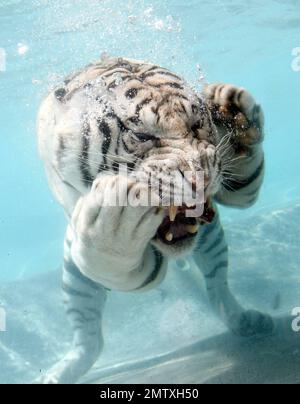 Exclusive!! Most cats avoid bathtime but not these fearsome felines. Odin and Fedor are the Star Attraction at Six Flags Discovery Kingdom in Vallejo, CA.  Odin a seven year old, 435 lb, 10 foot long, White Bengal Tiger was born in captivity and was hand-raised at the zoo. After he was weaned, his British trainer, Lee Munro discovered something remarkable, when a lump of meat was thrown into a pool of water, Odin would willingly dive in after it and devour it. Munro hurls ball size chunks of meat into a glass walled pool and Odin pounces in after them while visitors can watch him gliding throu Stock Photo