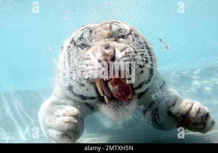 Exclusive!! Most cats avoid bathtime but not these fearsome felines. Odin and Fedor are the Star Attraction at Six Flags Discovery Kingdom in Vallejo, CA.  Odin a seven year old, 435 lb, 10 foot long, White Bengal Tiger was born in captivity and was hand-raised at the zoo. After he was weaned, his British trainer, Lee Munro discovered something remarkable, when a lump of meat was thrown into a pool of water, Odin would willingly dive in after it and devour it. Munro hurls ball size chunks of meat into a glass walled pool and Odin pounces in after them while visitors can watch him gliding throu Stock Photo