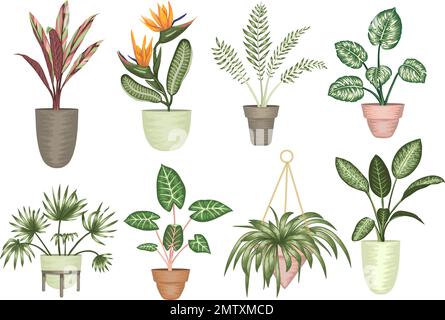 Vector illustration of tropical houseplants in pots isolated on white background. Bright realistic strelitzia, monstera, alocasia, dieffenbachia, cord Stock Vector