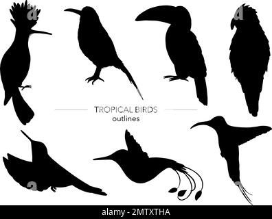 Vector set of tropical birds. Hand drawn black silhouettes of parrot,  paradise bird,  toucan,  hoopoe. Black and white collection of tropic animals. Stock Vector