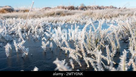 Stunning hoar frost crystals on grass stalks in frozen puddles and bog on Burley Moor on a cold winter's day, West Yorkshire, England, UK Stock Photo