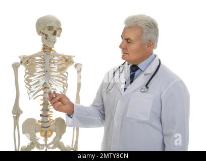 Senior orthopedist with human skeleton model on white background Stock Photo