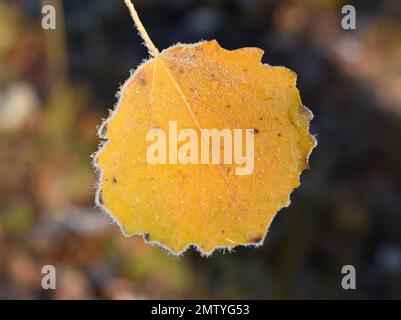 Fallen yellow aspen leaf with rime Stock Photo