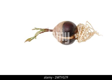 Avocado seed sprout with roots and young leaves isolated on white background Stock Photo