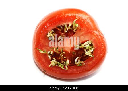 Vivipary seeds germinating inside overripe tomato isolated on white background Stock Photo