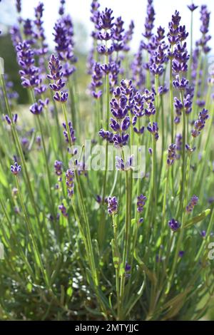 English lavender (Lavandula angustifolia, Lavandula officinalis ...