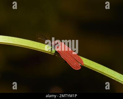 The red golden netwing beetle Dictyoptera aurora on a green leaf Stock Photo