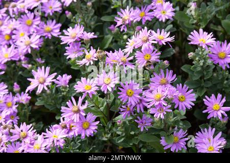 Pinkk daisy flowers of Aster amellus 'Rosa Erfullung' also known as Pink Zenith in UK garden September Stock Photo