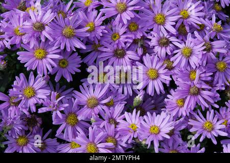 Pinkk daisy flowers of Aster amellus 'Rosa Erfullung' also known as Pink Zenith, with bee, in UK garden September Stock Photo
