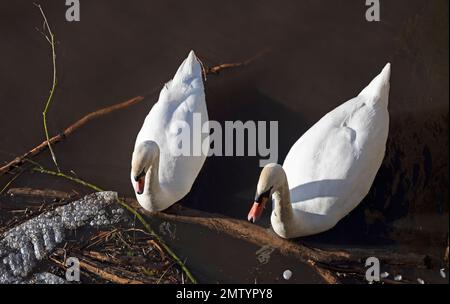 The Shore, Water of Leith, Edinburgh, Scotland, UK. 1st February 2023. A pair of Mute Swans appearing to survey plastic bubble wrap and other debris in the water where they nest. Recent stormy weather will have exacerbated the situation with litter and tree and bush branches been blown into the rivers by the strong winds. Credit: Arch White/alamy live news. Stock Photo