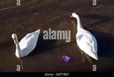 The Shore, Water of Leith, Edinburgh, Scotland, UK. 1st February 2023. A pair of Mute Swans appearing to survey plastic bubble wrap and other debris in the water where they nest. Recent stormy weather will have exacerbated the situation with litter and tree and bush branches been blown into the rivers by the strong winds. Credit: Arch White/alamy live news. Stock Photo