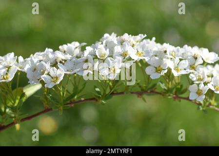 Closeup on the white flowers of a Spirea van houtt shrub Stock Photo