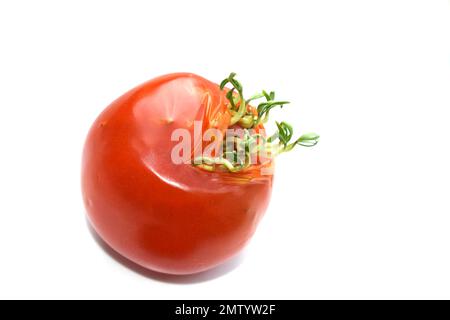 Vivipary seeds germinating inside overripe tomato isolated on white background Stock Photo