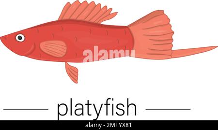 Vector colored illustration of aquarium fish. Cute picture of platyfish for pet shops or children illustration Stock Vector
