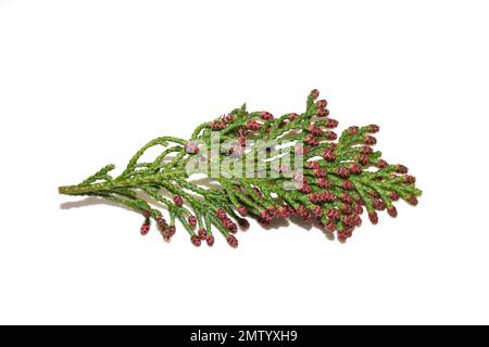 Red male flowers on a Lawsons cypress Chamaecyparis lawsoniana isolated on white background Stock Photo