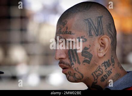 Members of the Mara Salvatrucha gang (MS-13) show hand signs ...