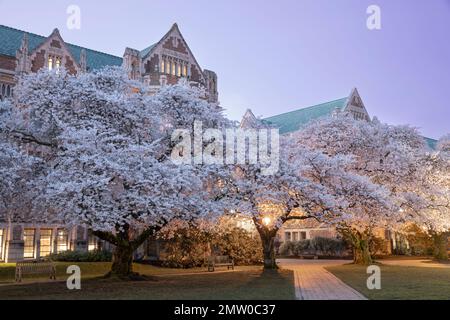 WA20764-00....WASHINGTON - Spring bloom at the University of Washington in Seattle. Stock Photo