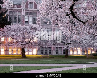 WA20765-00....WASHINGTON - Cherry trees in bloom at the University Of Washington, Seattle. Stock Photo